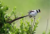 Pin-tailed Whydahborder=